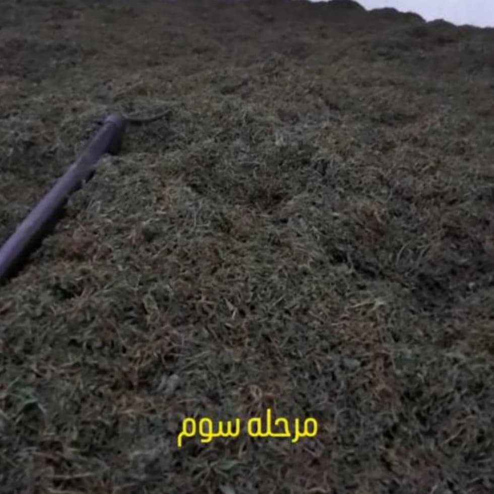 تخمیر چای